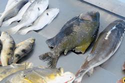 Les farines animales autorises pour nourrir les poissons