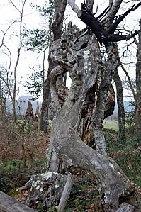 Belle Ile février (86) [1600x1200]