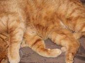 Photo dimanche chat bulle