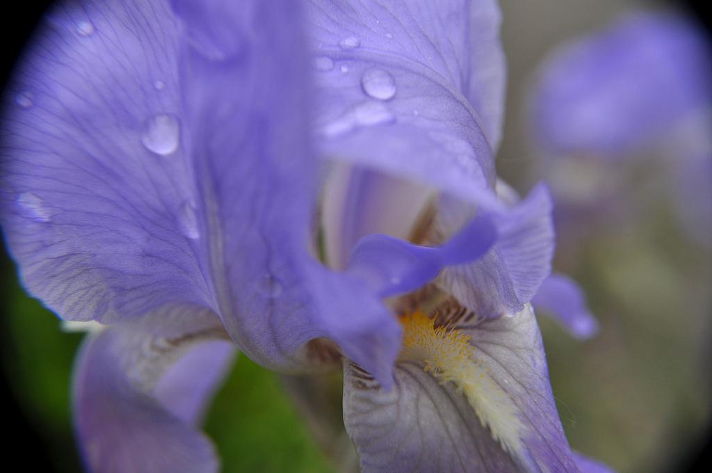 Iris Violet 4