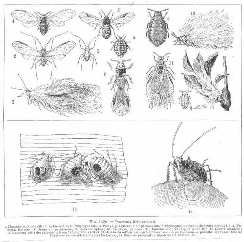 1921- recette maison- insectes hemiptères - pucerons