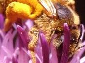 Pourquoi fleur fournit-elle caféine l'abeille