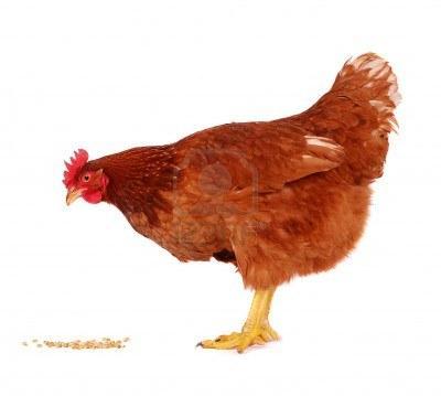 Volailles et la question des revues théâtrales