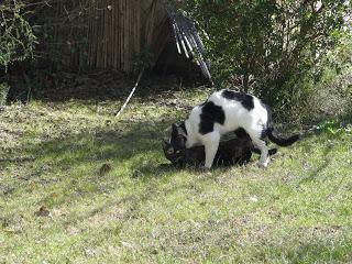 C'est le printemps ! (et la nature...)