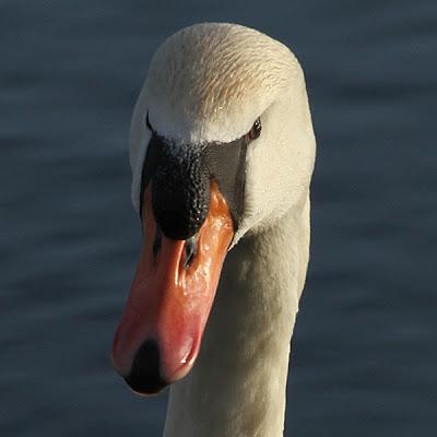 Récolte du dimanche