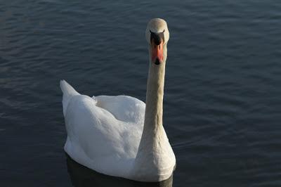 Récolte du dimanche