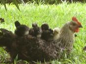 dans jardins d'Isabelle