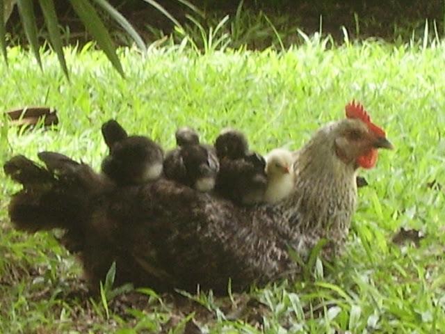 dans les jardins d'Isabelle
