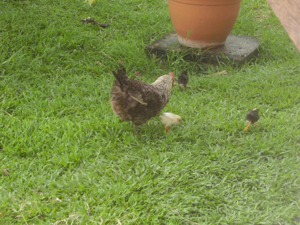 dans les jardins d'Isabelle