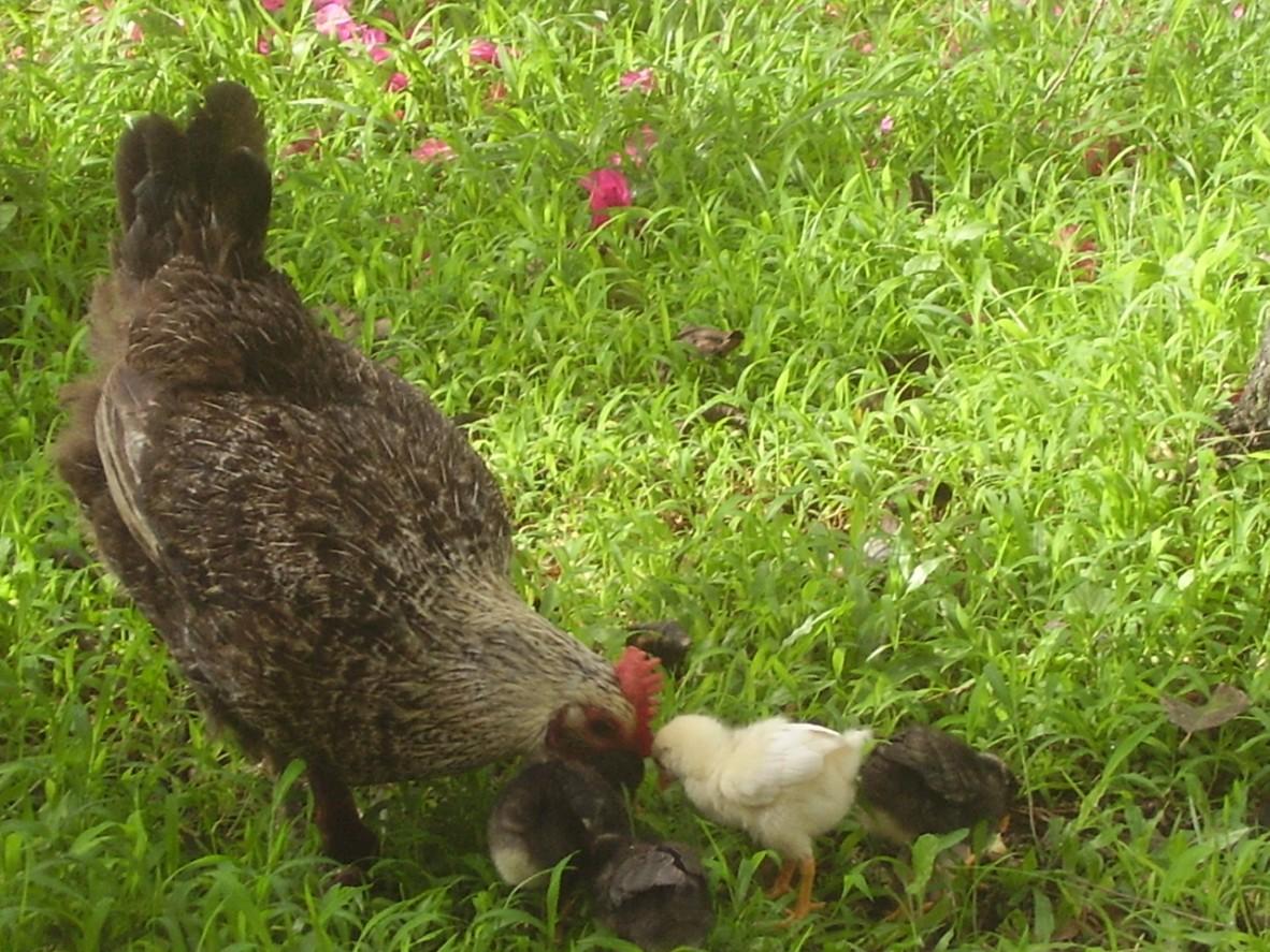 dans les jardins d'Isabelle