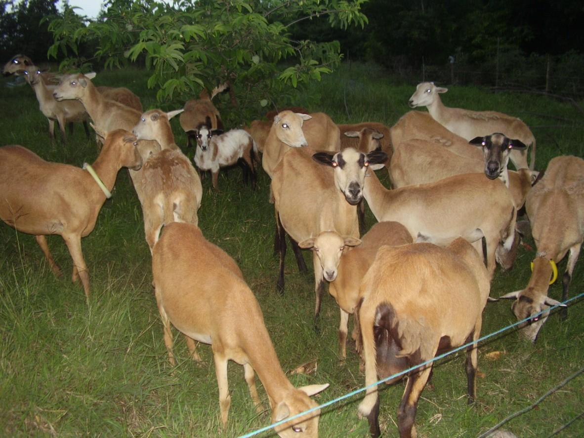 dans les jardins d'Isabelle