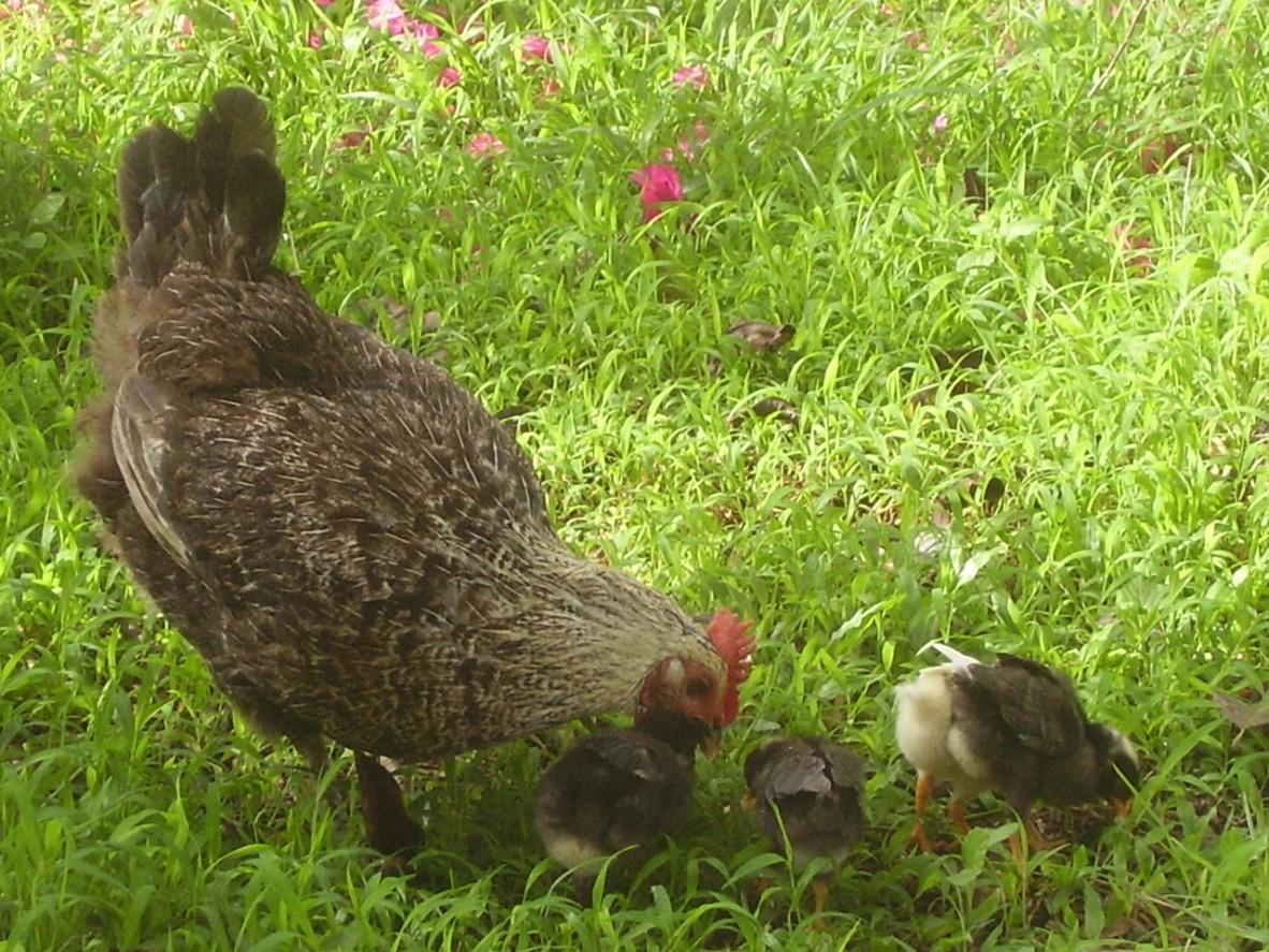 dans les jardins d'Isabelle