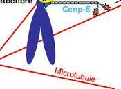 Affaire famille conservation structurelle fonctionnelle protéines associées centromère levure l’homme