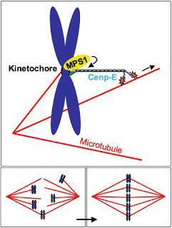 Affaire de famille : conservation structurelle et fonctionnelle des protéines associées au centromère de la levure à l’homme
