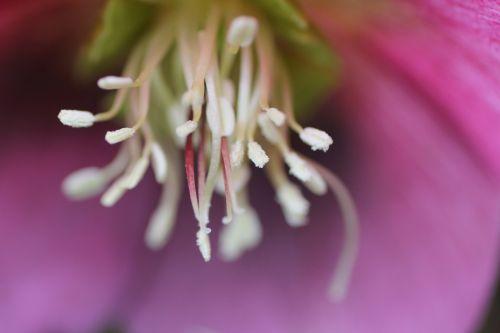 5 helleborus orientalis veneux 10 mars 2013 009.jpg