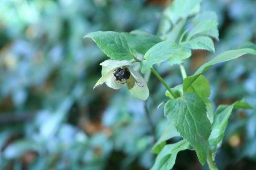 hellébore 22 nov 2009 005.jpg