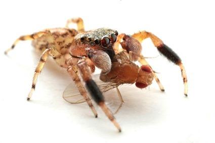 Araignée dévorant une drosophile, François Michonneau