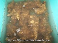 Héliantis à la moutarde et Polenta épicée