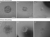 Impression maintenant cellules souche