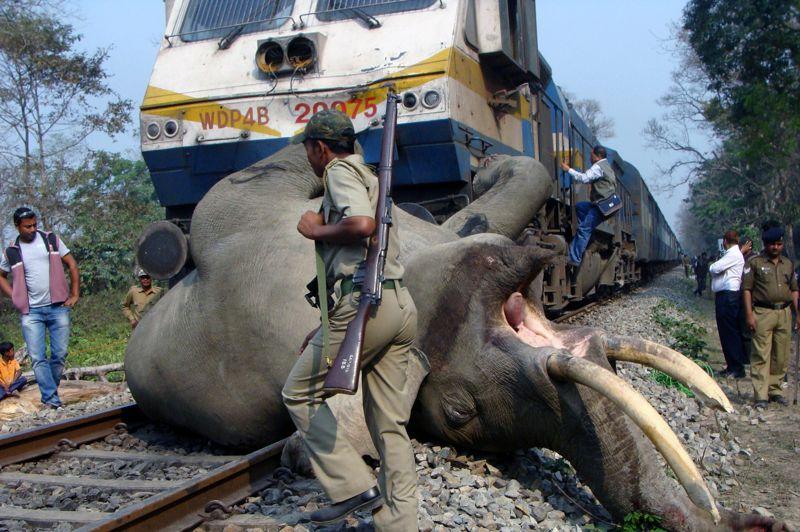 Mortelle collision. Un train a tué un éléphant dans l'est de l'Inde, en le heurtant à grande vitesse. L'incident a eu lieu ce mardi dans la réserve de tigres de Buxa lorsque le convoi a percuté un troupeau de pachydermes sauvages qui traversait la voie ferrée. De toute évidence, l'organisme forestier local avait alerté la salle de contrôle de la possibilité de présence d'animaux mais trop tard. Cent-dix-huit éléphants sont morts lors de collisions avec des trains en Inde depuis 1987. Ce pays compte environ 26.000 éléphants sauvages considérés comme des animaux sacrés.