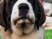 Anges épisode Angel petit chiot, nouvel habitant villa