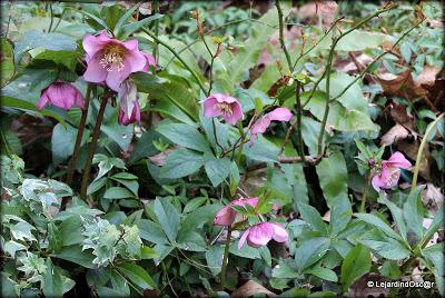 Décider de faire un tour de jardin, se dire que les Hellé...