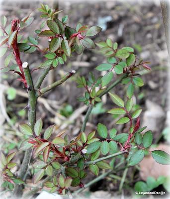 Décider de faire un tour de jardin, se dire que les Hellé...