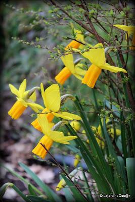 Décider de faire un tour de jardin, se dire que les Hellé...