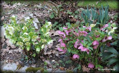 Décider de faire un tour de jardin, se dire que les Hellé...