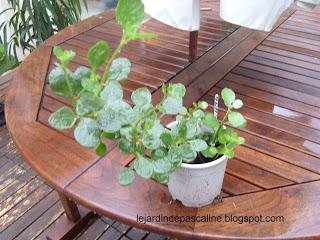 Vérifions les dictons !