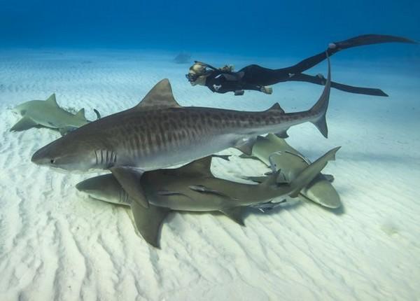 Ocean Ramsey nage entourée de plusieurs requins