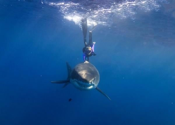 Ocean Ramsey nage avec les requins
