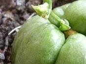 Faire pousser chaillotte christophine