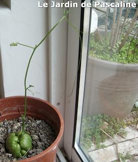 Faire pousser une chaillotte ou christophine