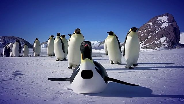 Penguin-cam-spy-in-the-huddle.png