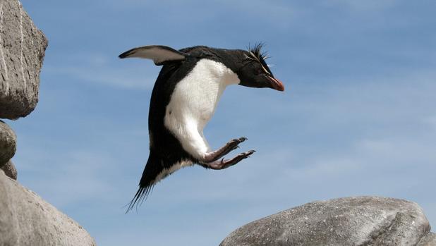 betisier-penguins-spy-in-the-huddle-manchot.jpg
