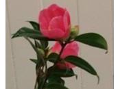 Nouveau Camélia fleur coupée