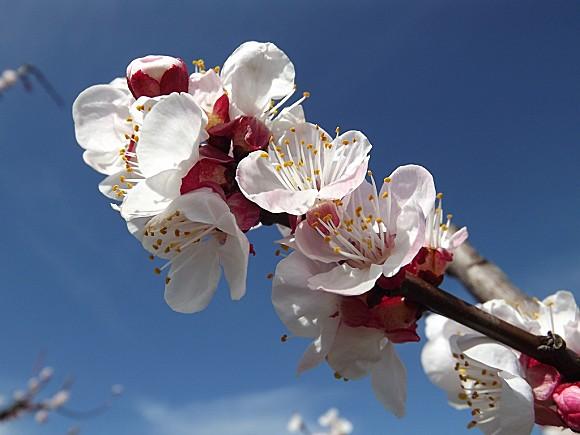ABRICOTIERS EN FLEURS MARS 2013 PROVENCE (4)