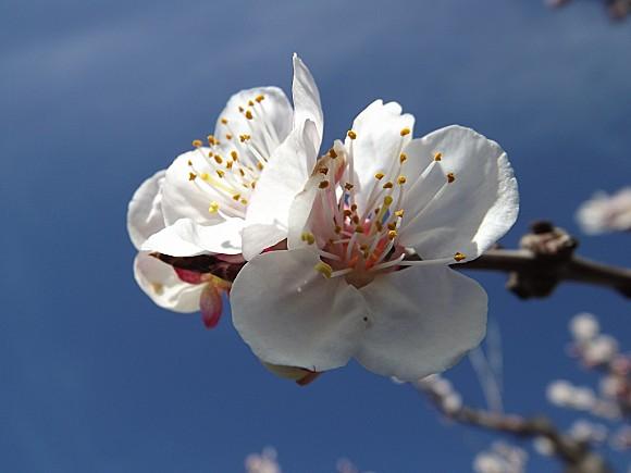 ABRICOTIERS-EN-FLEURS-MARS-2013-PROVENCE--8-.JPG