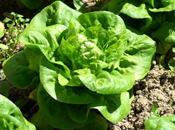 légumes semer mars avril planter salades, petits pois fèves