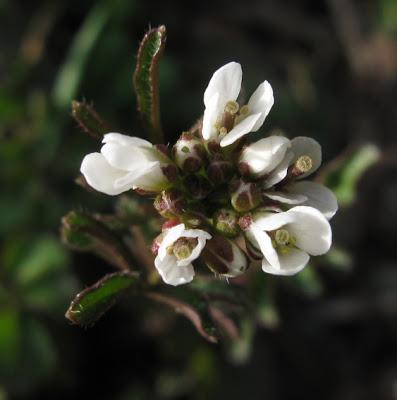Premières fleurs de Cardamine hirsute (Cardamine hirsuta)