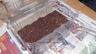 Reveiller doucement les begonia bulbeux