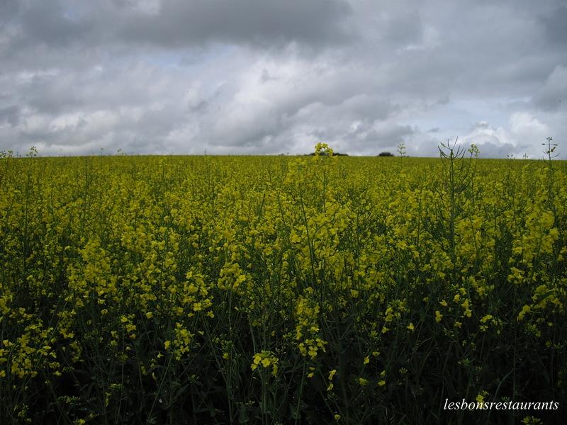 LAUNSTROFF(57)-Sortie Pédestre-La Route des Menhirs