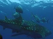 Safari-plongée, prolongement votre formation plongée www.aquadomia.com