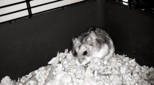 Pac, le hamster de justin bieber