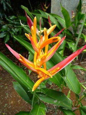 Tarte aux Prunes sur Pâte Sablée Chocolat & Amande