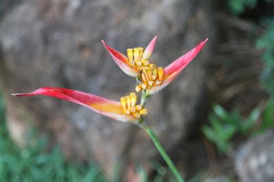Tarte aux Prunes sur Pâte Sablée Chocolat & Amande
