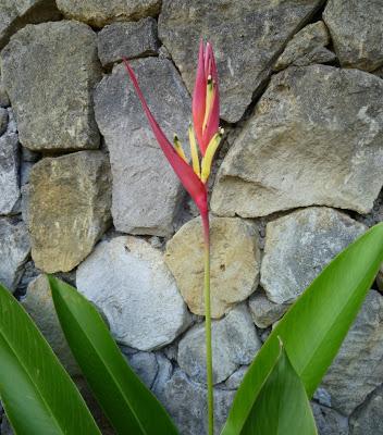 Tarte aux Prunes sur Pâte Sablée Chocolat & Amande