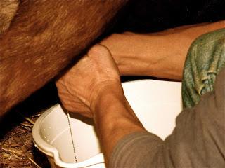 L'heure de la traite des chèvres