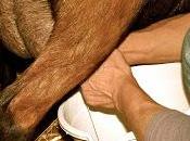 L'heure traite chèvres